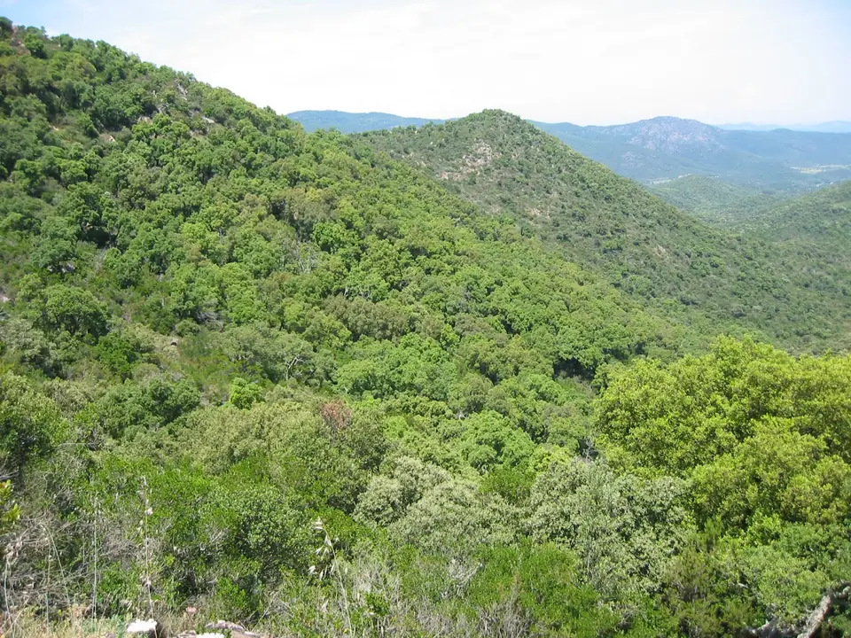Collines boisées du massif des Maures, en Provence