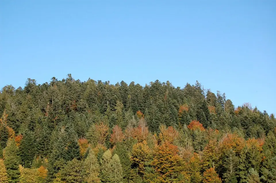 Collines boisées des Vosges en automne